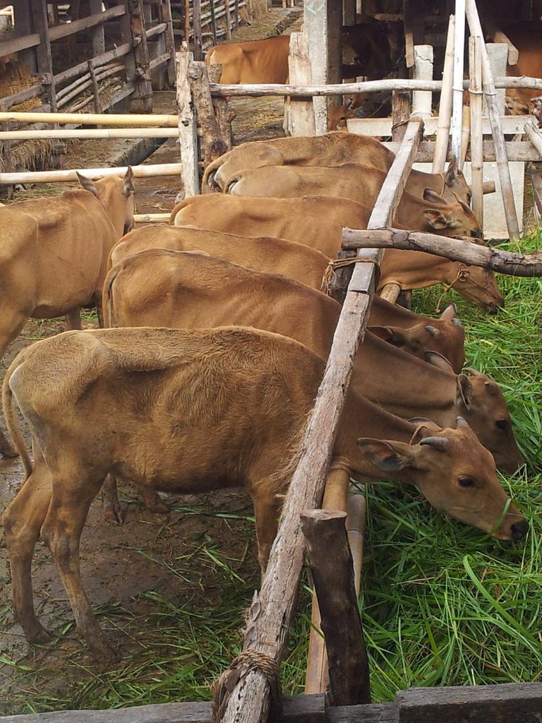 Issues with animal health and farm management make it difficult for Indonesian farmers to guarantee regular supplies of beef - Risti Permani permani2